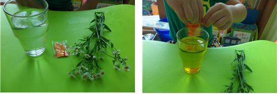 1. 시험관(혹은 유리컵)에 물과 식용색소를 넣어요